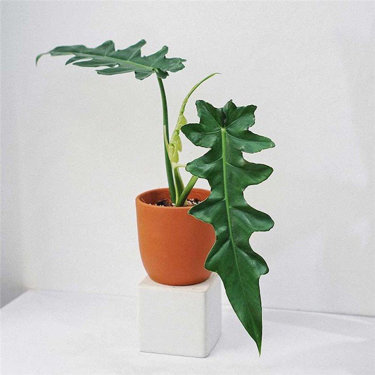 philodendron_bob_cee(001)